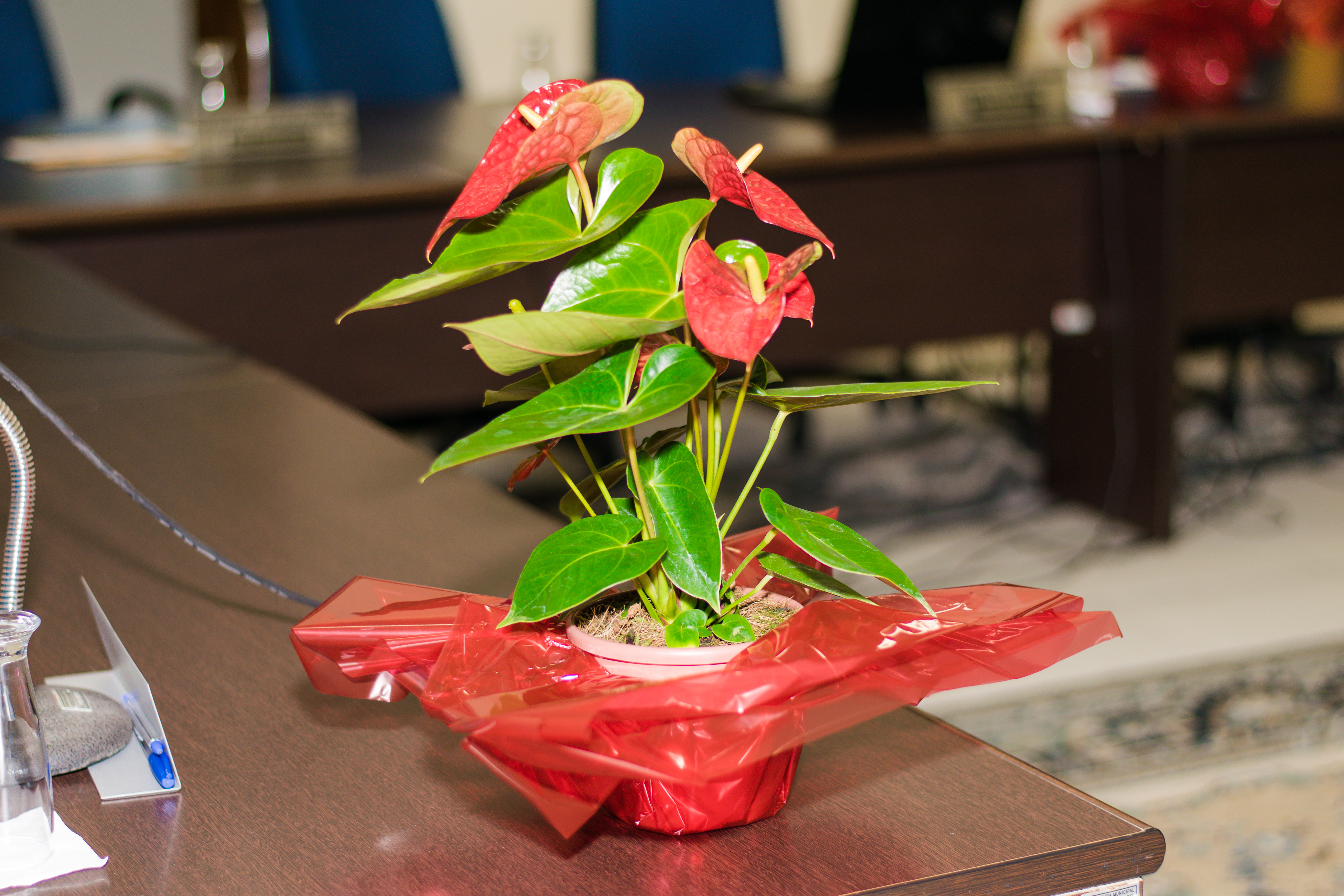 Sessão Solene - Festa Municipal - 2017 (1)